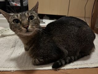 雑種、キジトラ(胴体には縞柄はない)、メス(避妊済)、3.7キロ