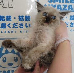雑種、シャム系、メス、幼齢