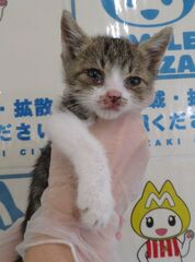 雑種、キジ白、メス、幼齢、衰弱・結膜炎