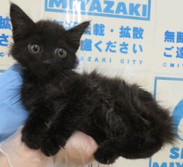 雑種、黒、オス、幼齢、衰弱