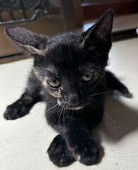 雑種、サビ、メス、2ヶ月半、おとなしくて臆病な割に気が強い。