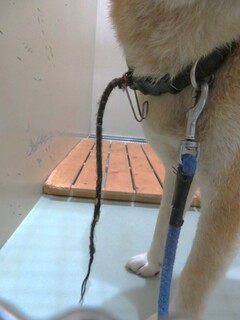 千切れたロープ