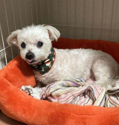 犬種:マルチーズ、毛色:白、性別:オス