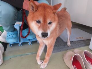 柴、オス、茶、成齢