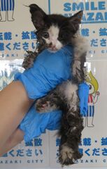 雑種、黒白、メス、幼齢