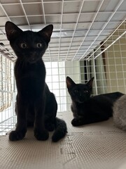 黒猫2匹
