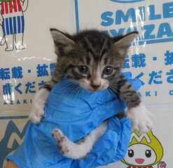 雑種、メス、幼、小、衰弱