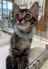 雑種、キジ、オス、生後2ヶ月、ノミダニ駆除済み、猫エイズ・白血病陰性、ワクチン接種済