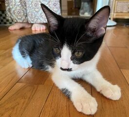 雑種、白黒、オス、生後2ヶ月、ノミダニ駆除済み、猫エイズ・白血病陰性、ワクチン接種済