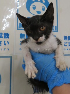 猫、雑種、黒白、幼齢、メス