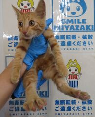 雑種、茶トラ、オス、幼齢、衰弱