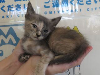 雑種、サビ、メス、幼齢