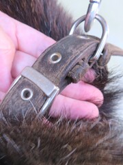 豆柴オス茶首輪
