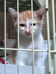 茶白、幼齢、ピンクグレー鈴付き首輪