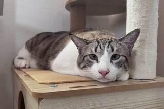 シャム系サバ白去勢オス