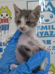 雑種、白サバ、オス、幼齢、結膜炎