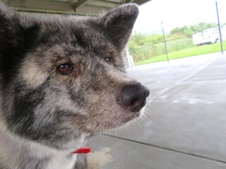 秋田犬、メス、虎毛