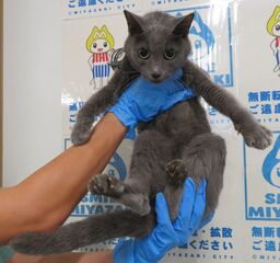 雑種、グレー、メス、成齢、衰弱