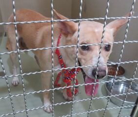 雑種、薄茶、オス