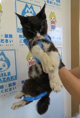 雑種、黒白、メス、老齢、衰弱