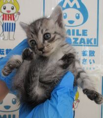 雑種、サバ、オス、幼齢