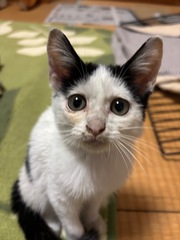 雑種、白黒、メス、生後2ヶ月くらい。