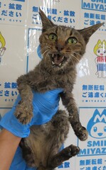 雑種、メス、キジ、外傷