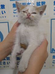 雑種、白茶、オス、幼齢