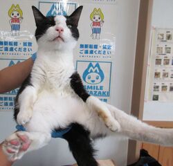 雑種、黒白、メス、成齢、衰弱