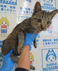 雑種、キジ、メス、成齢、結膜炎