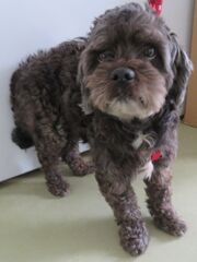 雑種（トイ・プードル系）、オス、成齢、黒