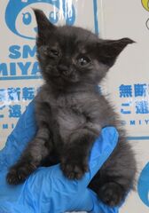 雑種、黒スモーク、オス、幼齢、衰弱・結膜炎