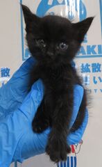 雑種、黒、オス、幼齢、衰弱・結膜炎