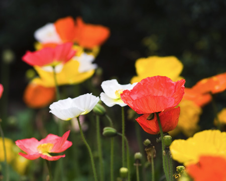 365日誕生花 3月 宮崎市