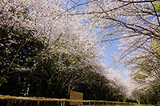 流鏑馬馬場の桜イメージ画像