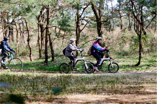 松林と自転車